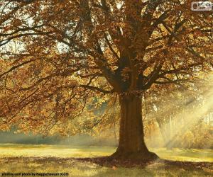пазл Лиственные дерево осенью